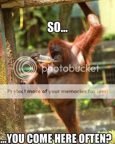 funny-monkey-ape-zoo-pose.jpg
