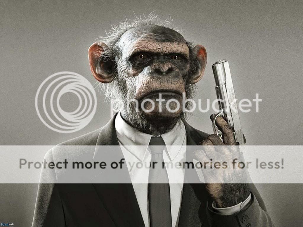 funny-monkey-picture.jpg