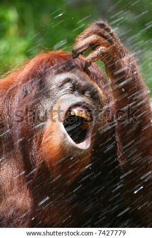 stock-photo-orangutan-drinking-water-7427779.jpg
