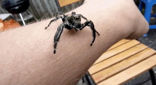 23-why_arachnophobes_should_skip_australia.gif