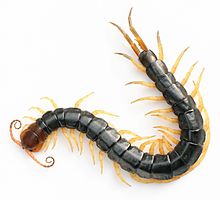 220px-Scolopendra_subspinipes_mutilans_DSC_1438.jpg