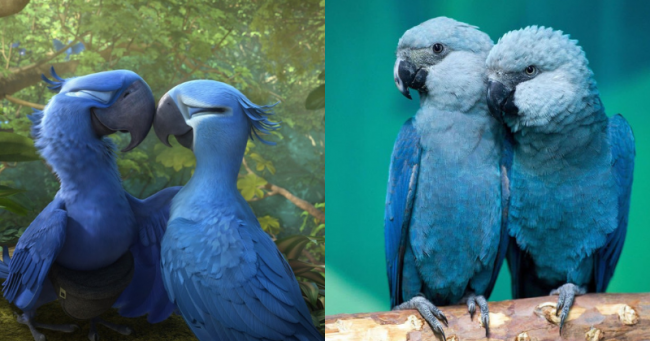 blue-macaw.png